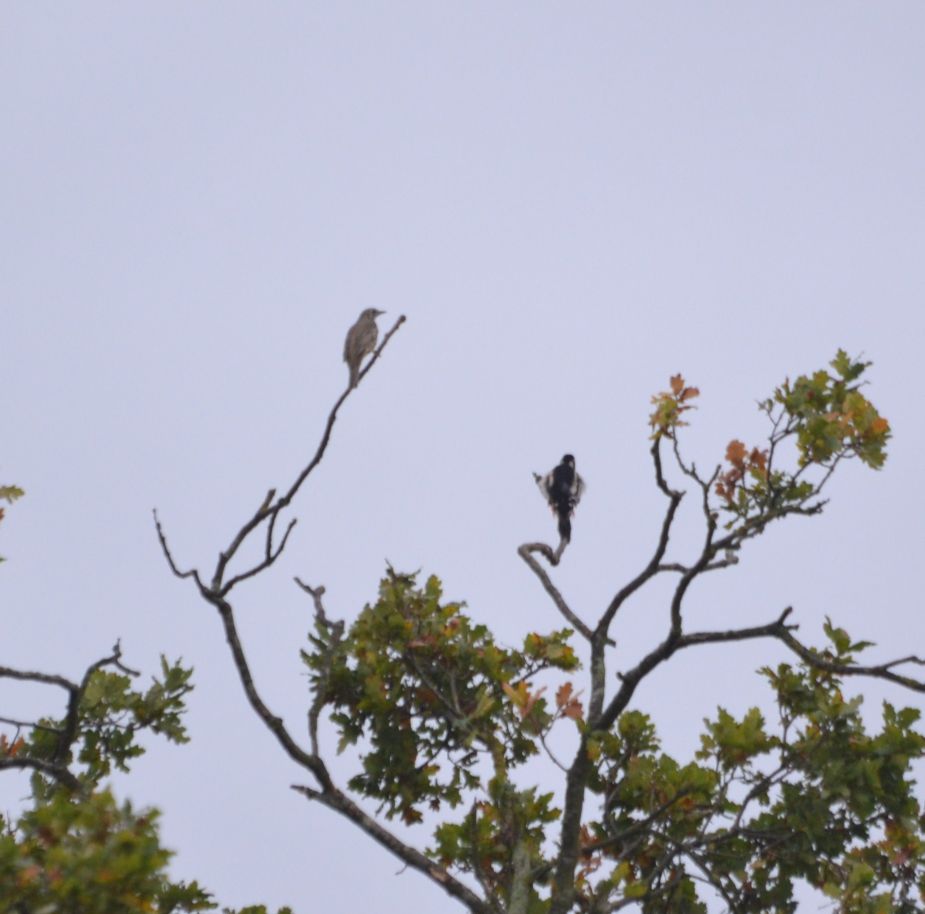 Gt Spotted Woodpecker & Mistle Thrush 